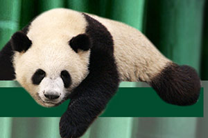 Giant panda cubs have fun at 'kindergarten'