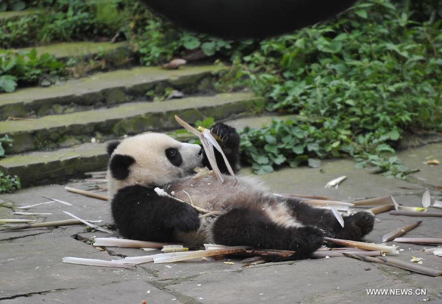 Giant panda cubs have fun at 'kindergarten'