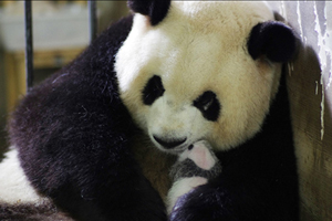 Rare panda triplets turn one-month-old