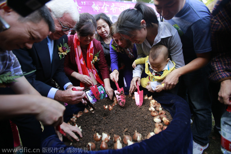 Precious tulips plundered in Central China