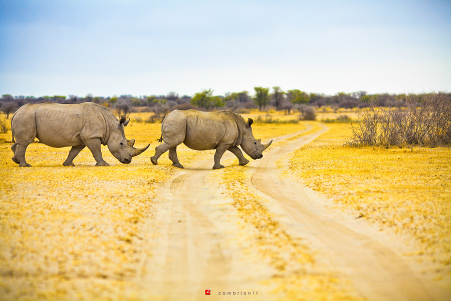 Out of Africa: Chinese engineer turns camera on Botswana