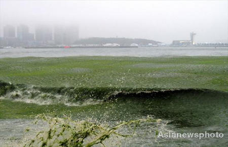 Cleaning up beaches covered in algae