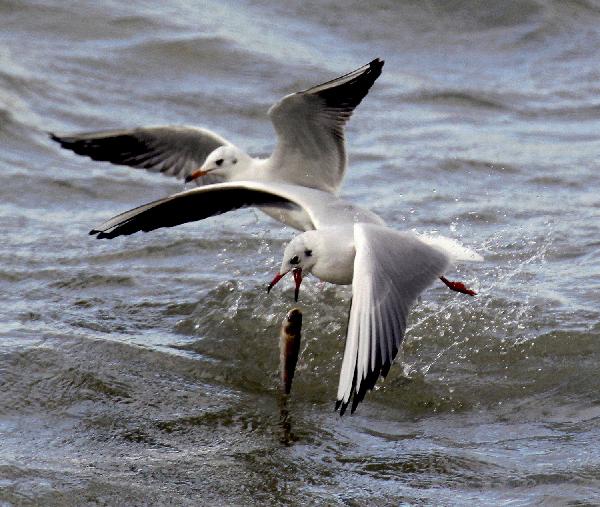 Black-headed gulls flock in Heilongjiang's wetland