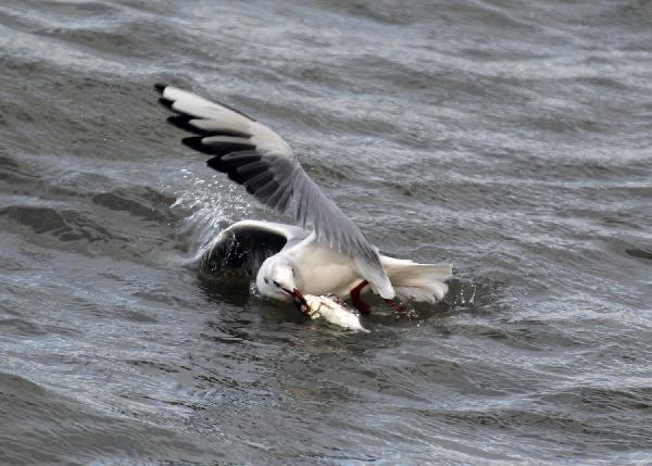 Black-headed gulls flock in Heilongjiang's wetland