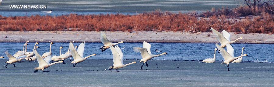 White swans seen on Ulunggur Lake, NW China