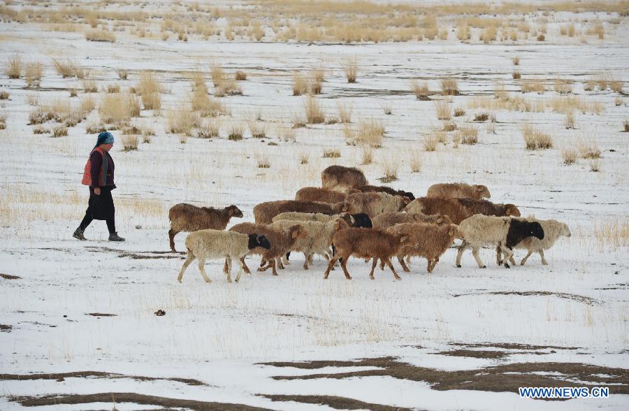 Spring snow falls on grassland in NW China