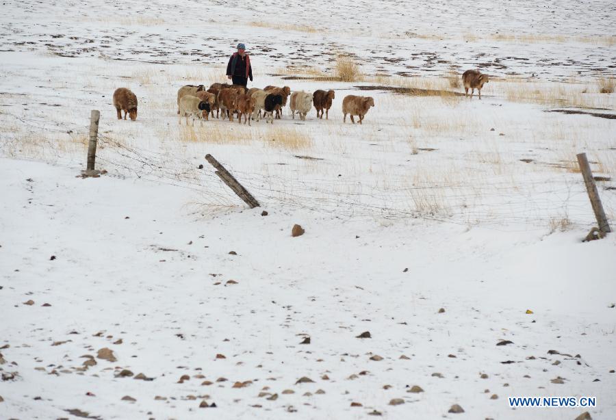 Spring snow falls on grassland in NW China