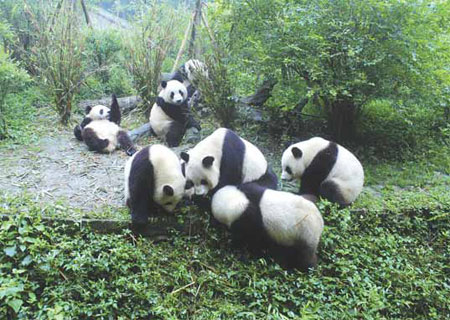 Chengdu sweetens deal in visa-free visits