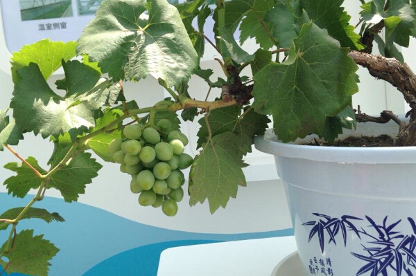 Yanqing: Welcoming friends with grapes