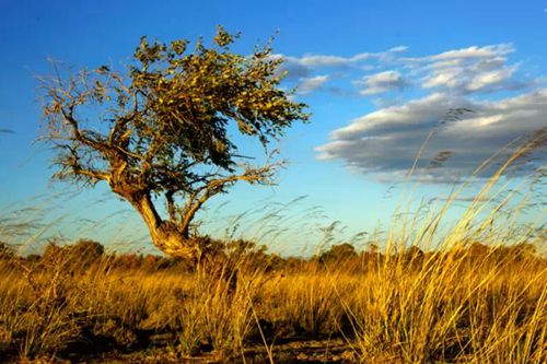 Time stands still 9,000 years for Xinjiang’s beautiful Euphrates poplars