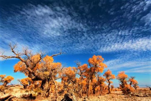 Time stands still 9,000 years for Xinjiang’s beautiful Euphrates poplars