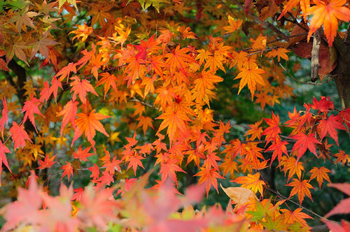 Colors of autumn in Nanjing