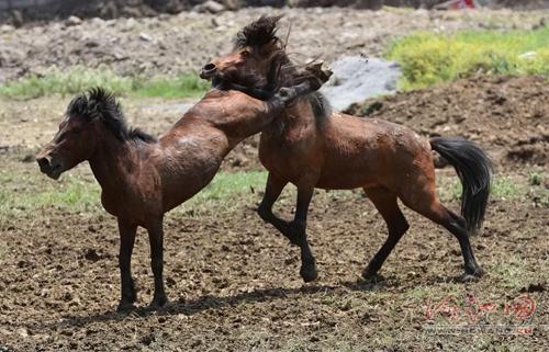 Horse fighting competition