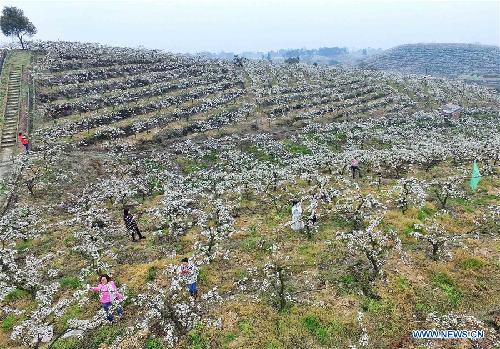 Visitors walk among pear blossom in Chongqing