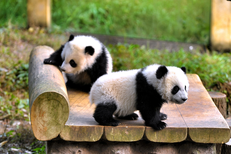 Giant panda twin cubs meet public in Chongqing