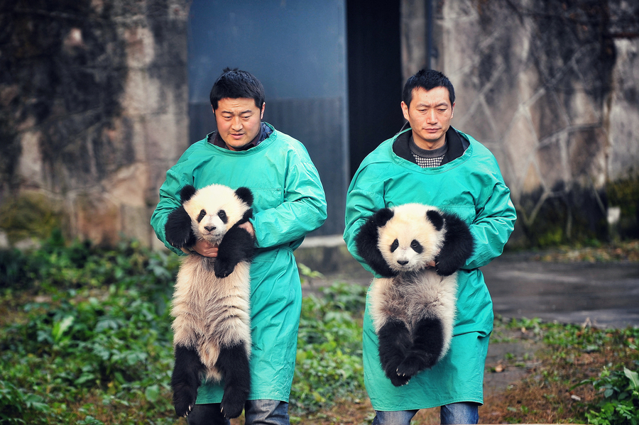 Giant panda twin cubs meet public in Chongqing