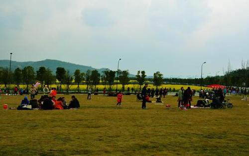 Rape flowers bloom in Chongqing Guangyang Island Park