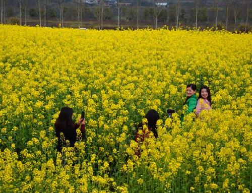 Rape flowers bloom in Chongqing Guangyang Island Park