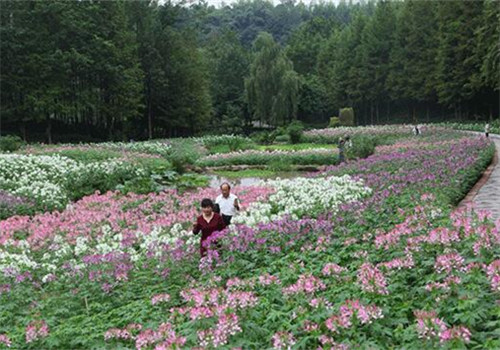 Liangjiang enjoys tourists blitz over 'Golden Week'