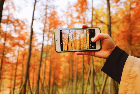 Chongqing's romantic winter with dawn redwoods