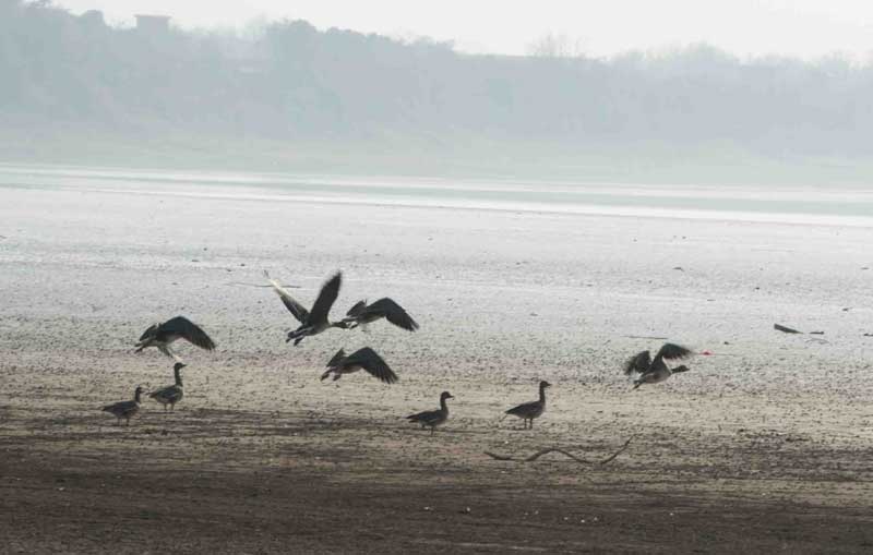 Migratory birds enjoy winter in E China wetland