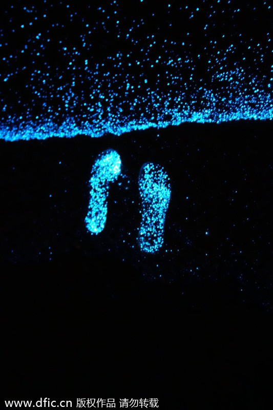 Beach glows like millions of stars at night