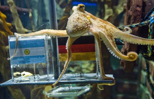 'Octopus oracle' predicts Germany's victory over Argentina