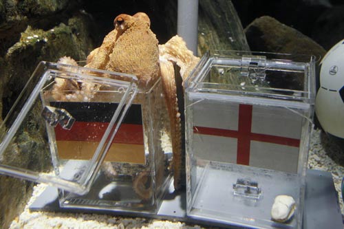 'Octopus oracle' predicts Germany's victory over Argentina