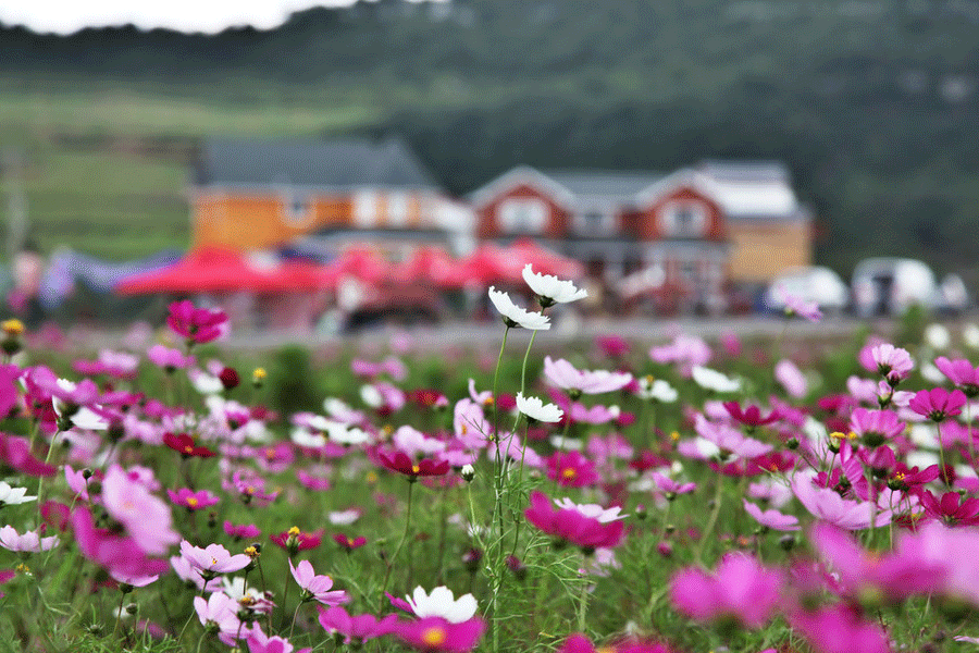 Flower sea in the 'Coolest City'