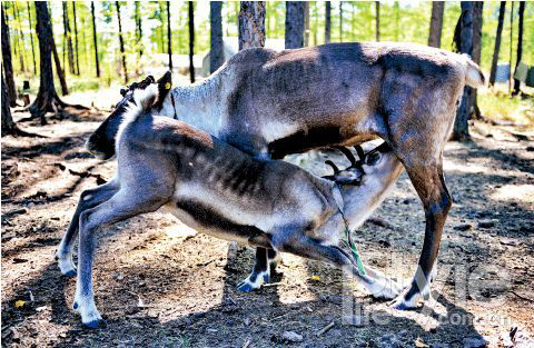 Visiting the hometown of reindeers in China