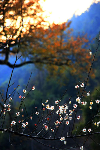 Plum blossoms open to spring