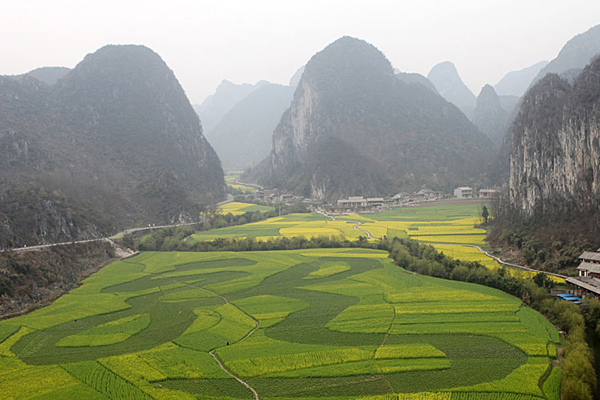 Huge 'dragon' soars from cole flower field in SW China