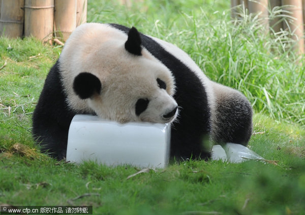 Pandas cool down with ice