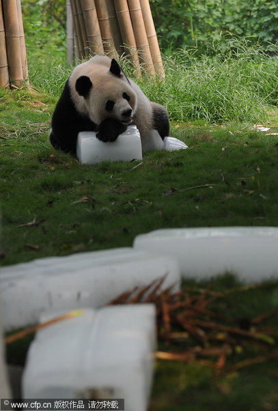 Pandas cool down with ice