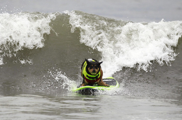 Pups take the waves