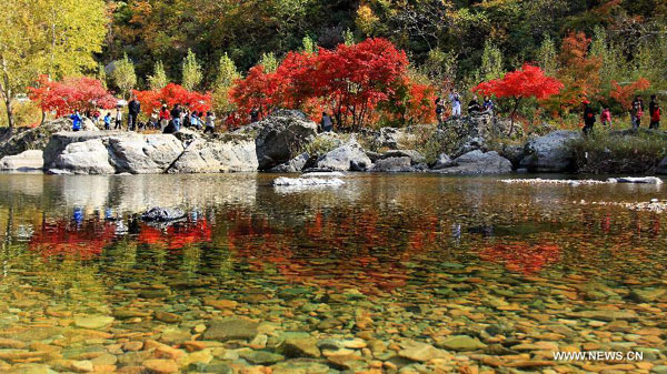 Red Maple in Fall