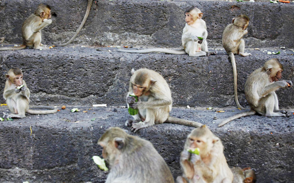 Monkey Buffet Festival