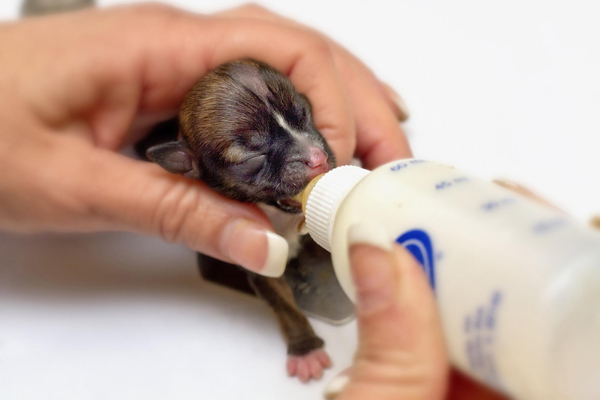 Miniature puppy born in California