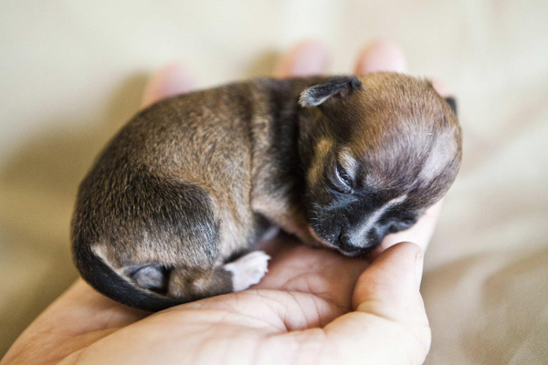 Miniature puppy born in California