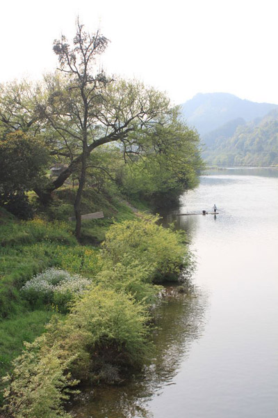 Rape Flowers in Wuyuan