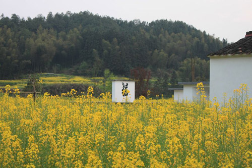 Rape Flowers in Wuyuan