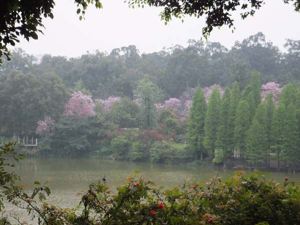 Cycling in Guangzhou brings surprises