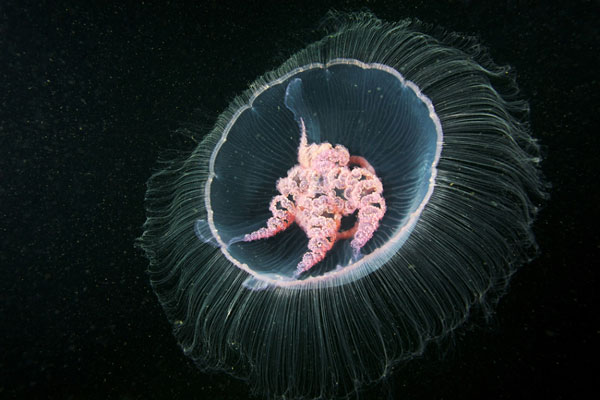 Alien-like marine life in Arctic Ocean