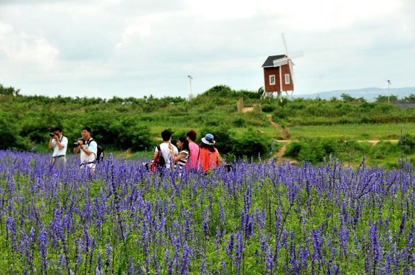 Lavender theme park opens to tourists in Dalian