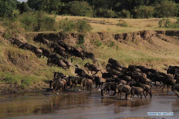 Gnus migrate at Masai Mara National Reserve