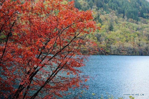 Enchanting autumn scenery in Jiuzhaigou