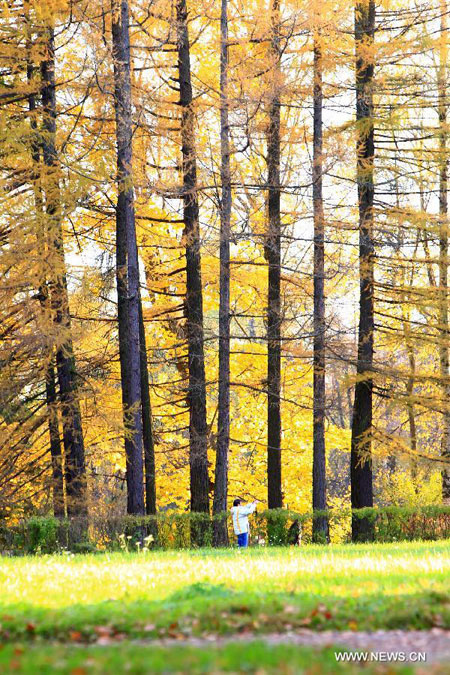 View of Pavlovsk park outside St. Petersburg, Russia