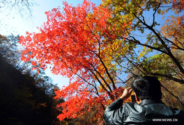 Maples on Guanmen Mountain in Benxi, NE China