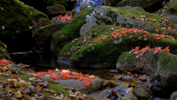 Dandong's beautiful scenery in autumn