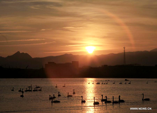 More than 1,000 swans spend winter in Rongcheng